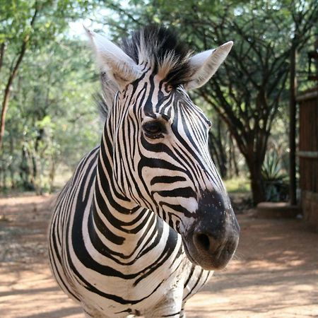 Kiburi Lodge @ Kruger, A Secluded Bushveld Getaway Марлот-Парк Экстерьер фото