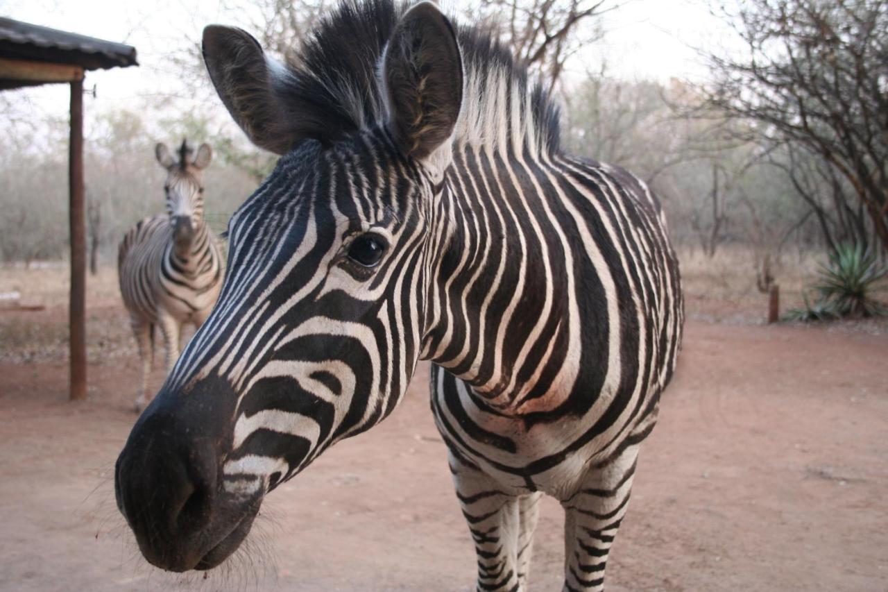 Kiburi Lodge @ Kruger, A Secluded Bushveld Getaway Марлот-Парк Экстерьер фото