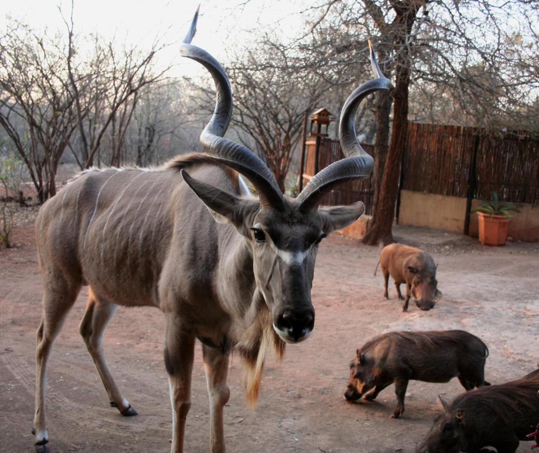 Kiburi Lodge @ Kruger, A Secluded Bushveld Getaway Марлот-Парк Экстерьер фото