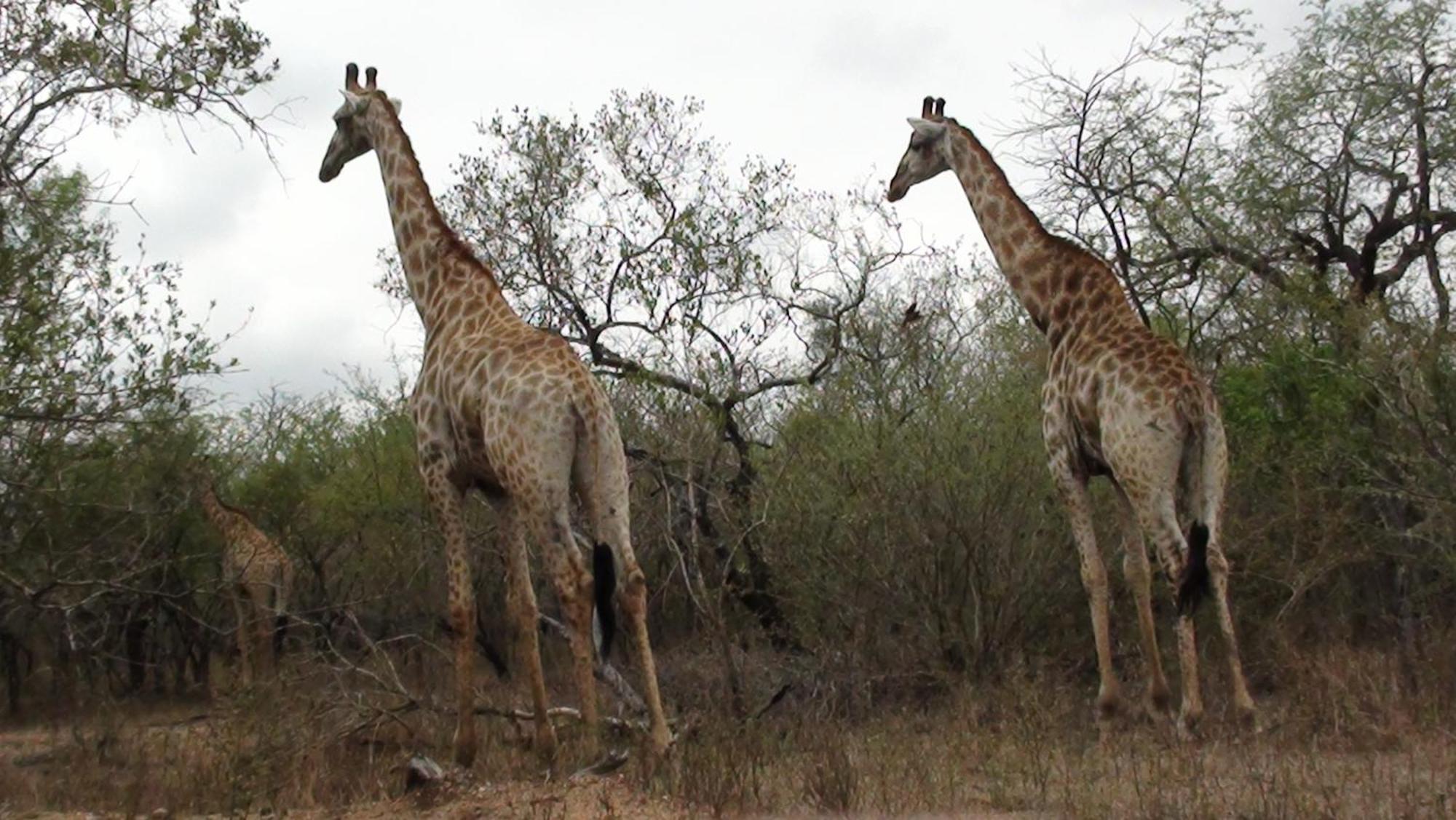 Kiburi Lodge @ Kruger, A Secluded Bushveld Getaway Марлот-Парк Экстерьер фото