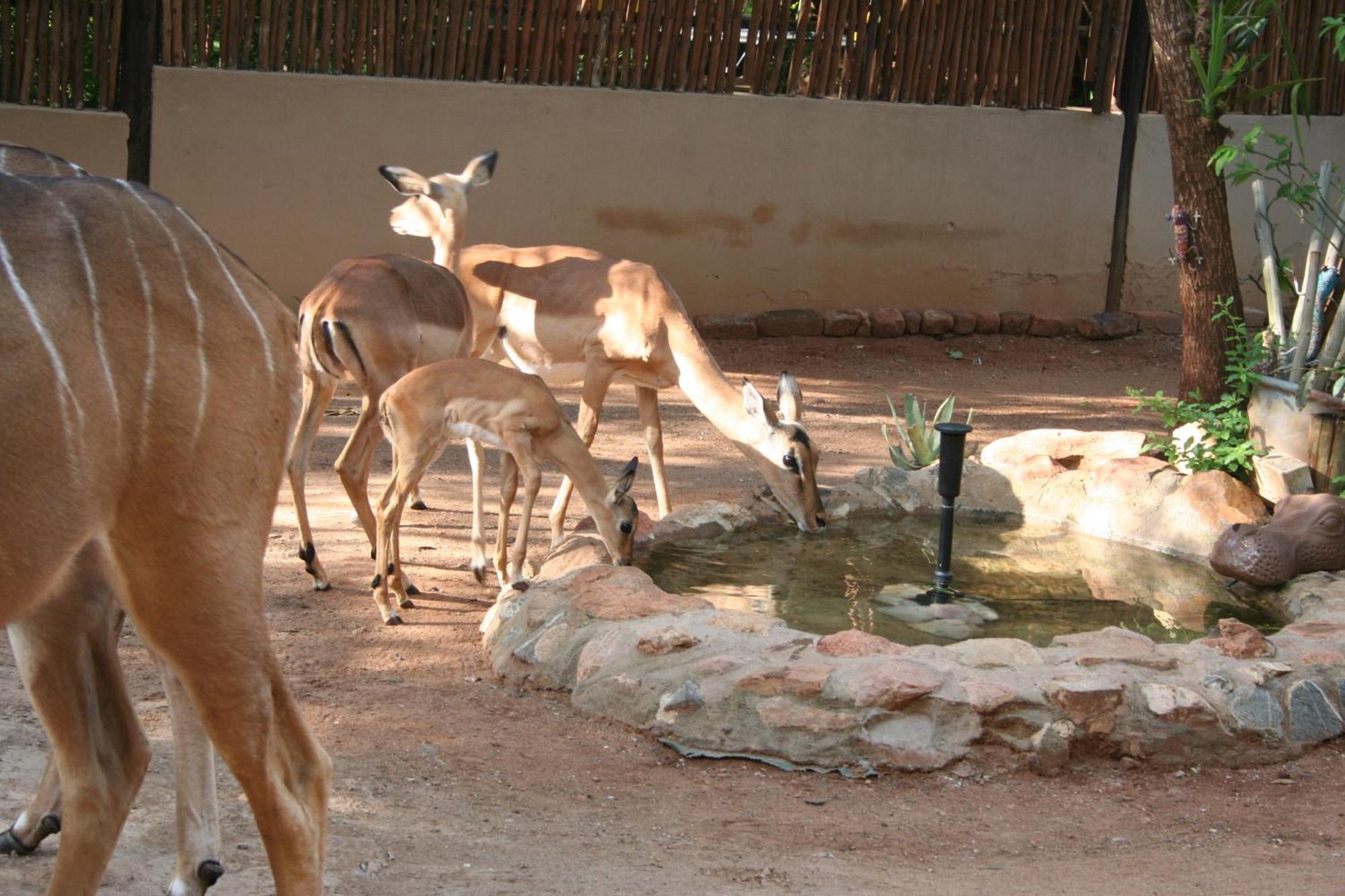 Kiburi Lodge @ Kruger, A Secluded Bushveld Getaway Марлот-Парк Экстерьер фото