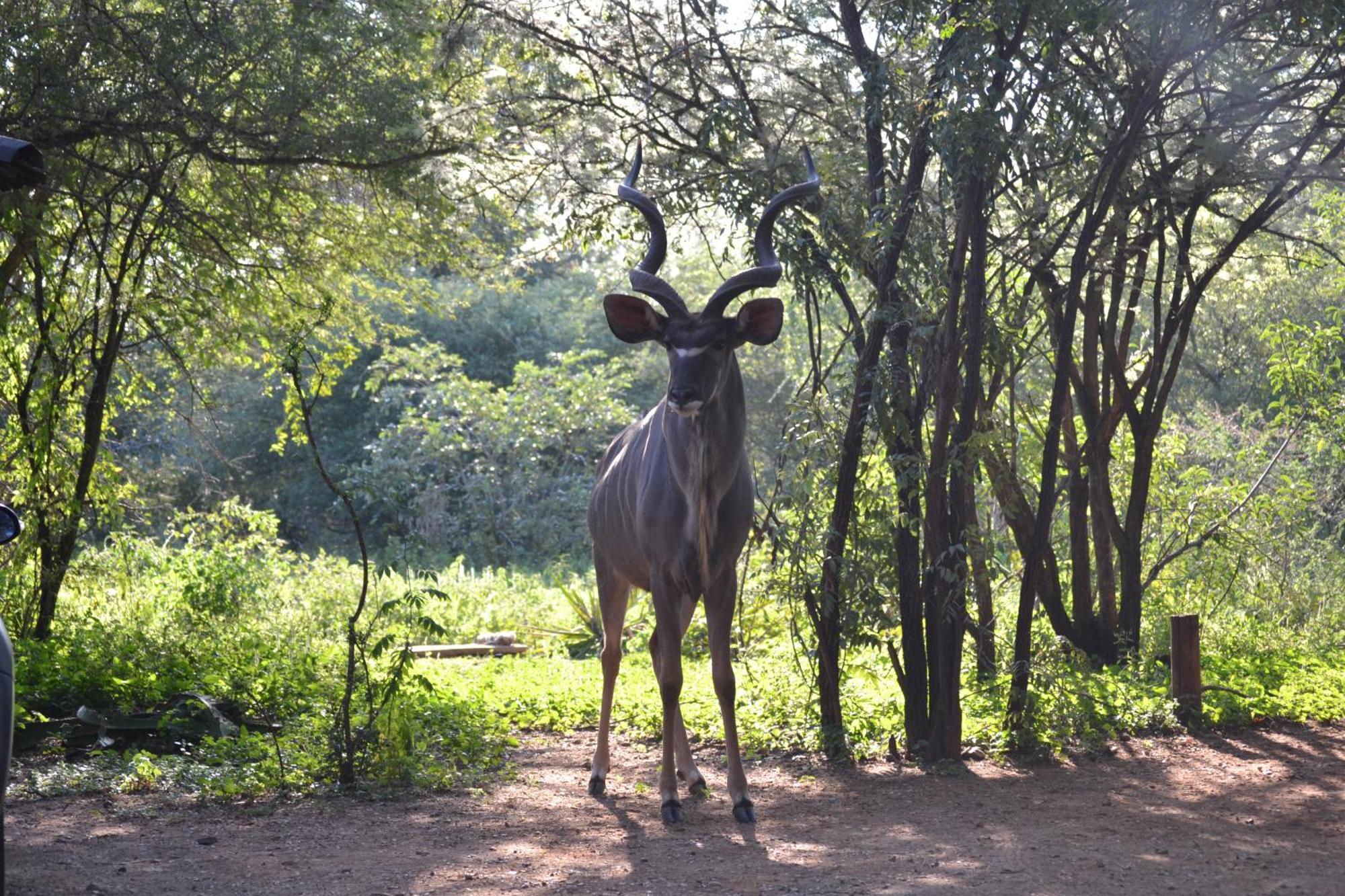 Kiburi Lodge @ Kruger, A Secluded Bushveld Getaway Марлот-Парк Экстерьер фото