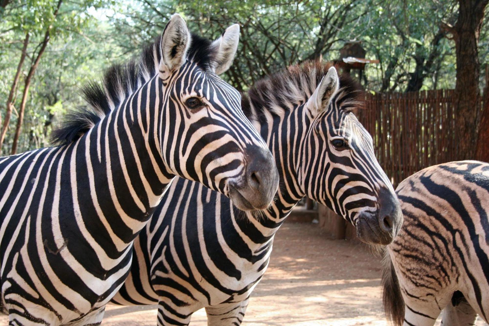Kiburi Lodge @ Kruger, A Secluded Bushveld Getaway Марлот-Парк Экстерьер фото